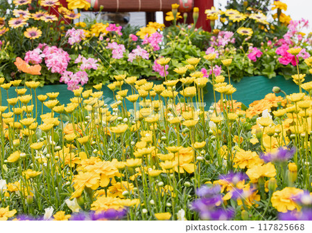 Yellow daisies in a park flowerbed 117825668