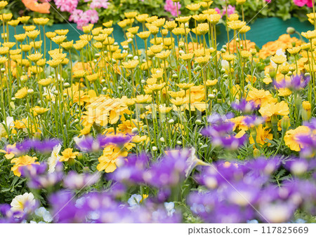 Yellow daisies in a park flowerbed 117825669