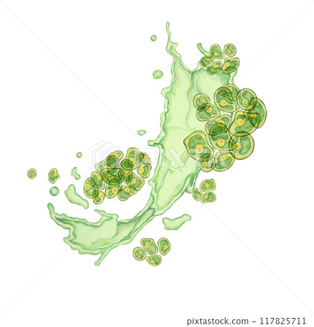 Chlorella algae watercolor clipart featuring green clusters in an abstract dynamic splash design. Ideal for educational content, environmental campaigns, and wellness branding 117825711