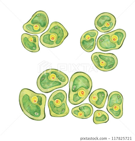 Green algae watercolor image with a spread of Chlorella cells, sea organism group. Clipart for use in scientific articles, nature-themed stationery, or educational websites, environmental blog Green algae watercolor image with a spread of Chlorella cells, sea organism group. Clipart for use in scientific articles, nature-themed stationery, or educational websites, environmental blog 117825721
