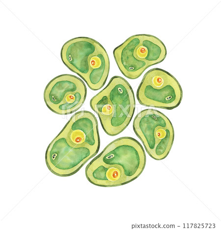 Green algae set depicting numerous Chlorella cells grouped together. Superfood watercolor clipart for food supplement labels, science-themed invitations, or environmental awareness flyers 117825723