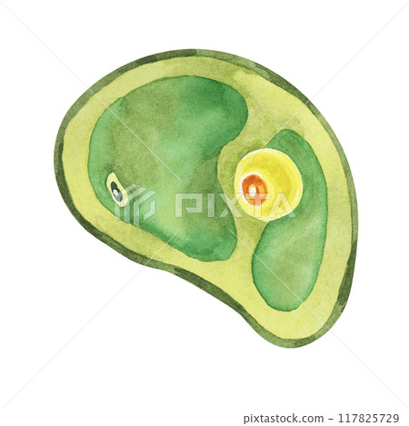 Chlorella illustration featuring a single green algae cell with detailed structure. Seaweed superfood Watercolor clipart for educational materials, scientific publications, or environmental campaigns Chlorella illustration featuring a single green algae cell with detailed structure. Seaweed superfood Watercolor clipart for educational materials, scientific publications, or environmental campaigns 117825729