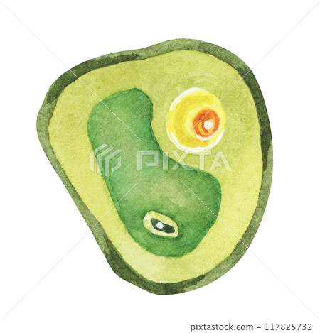Chlorella illustration featuring a single green algae cell with detailed structure. Seaweed superfood Watercolor clipart for educational materials, wellness products, and scientific illustrations. Chlorella illustration featuring a single green algae cell with detailed structure. Seaweed superfood Watercolor clipart for educational materials, wellness products, and scientific illustrations. 117825732