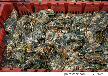 Live oysters on food market at  French Riviera or Monaco or Spain  on Mediterranean Sea coast 117826245