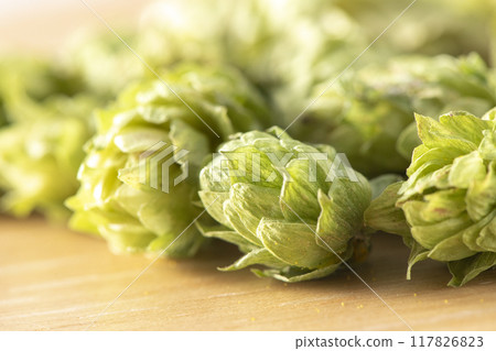 Hops, a beer ingredient with a good aroma Hops, a beer ingredient with a good aroma 117826823