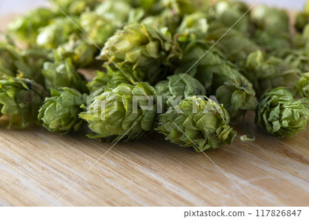 Hops, a beer ingredient with a good aroma Hops, a beer ingredient with a good aroma 117826847