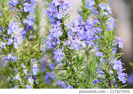 Rosemary flowers in full bloom 117827045