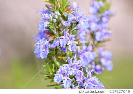 Rosemary flowers in full bloom 117827049