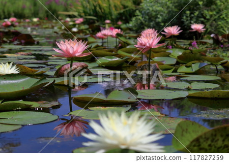 Water lilies decorating the water surface in summer (Mihara Village, Kochi Prefecture) Water lilies decorating the water surface in summer (Mihara Village, Kochi Prefecture) 117827259