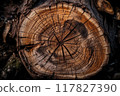log Wooden texture. Wood background, laminate and parquet background. 117827390