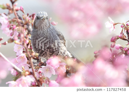 河津櫻花和白頭翁 117827458