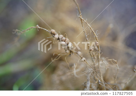 Rhizobium found on the roots of legumes: edamame root Rhizobium found on the roots of legumes: edamame root 117827505