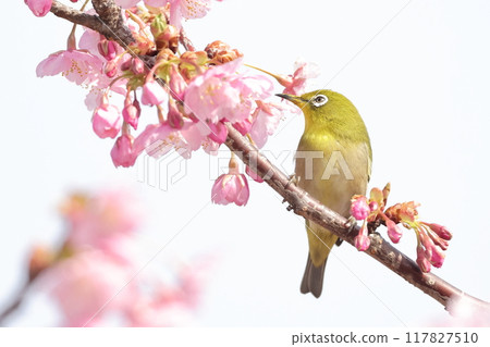 八次盛開的櫻花和繡眼鳥 117827510