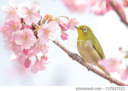 河津櫻花和mezzo 117827511