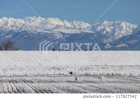 Swans from Siberia 117827542