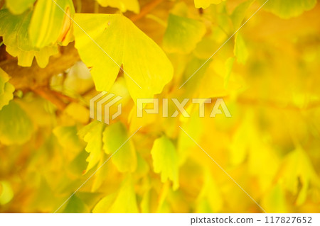 Ginkgo leaves turn yellow in autumn on the ginkgo tree. 117827652