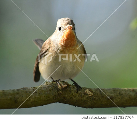 Western Blue Flycatcher-1 117827704