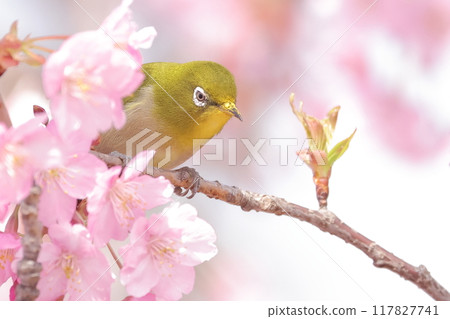 A Japanese white-eye with its beak covered in cherry blossom pollen A Japanese white-eye with its beak covered in cherry blossom pollen 117827741