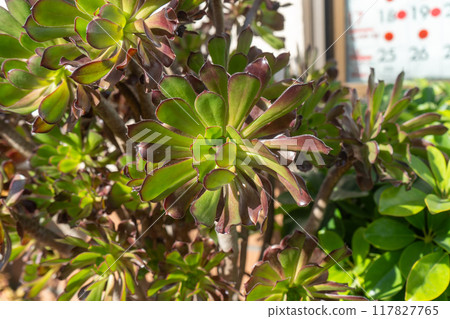 Black hyacinth growing in the Japanese winter 117827765