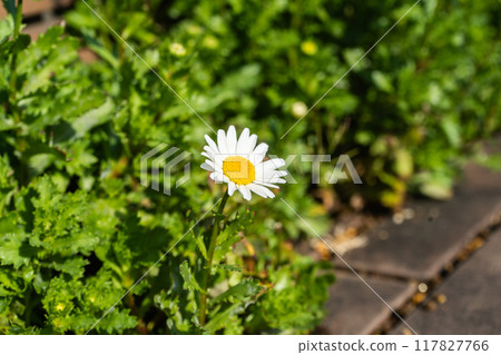 Pretty white daisies blooming along the road in winter 117827766