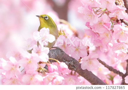 White-eye that perches on Kawazu cherry blossoms 117827865