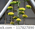 Blue agave blooms 117827890