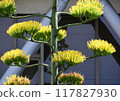 Rare blue agave blooms 117827930