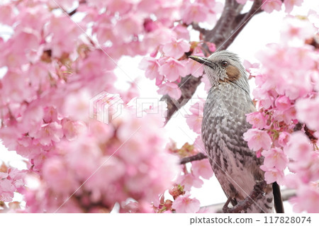 一隻被盛開的櫻花包圍的鵯 一隻被盛開的櫻花包圍的鵯 117828074
