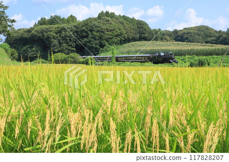 Mooka Railway "Rice-ripening rural scenery at the end of August" with the SL Mooka in the background 117828207