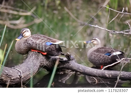 ‹Tokyo› A pair of spot-billed ducks huddled together at the attached Nature Education Center 117828307