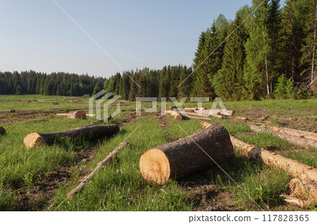 Logs are scattered across a forest clearing 117828365