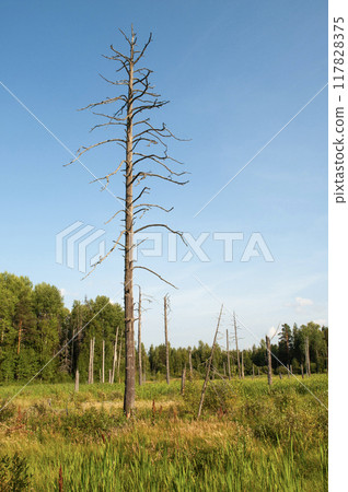 Withered pine tree at the forest edge 117828375
