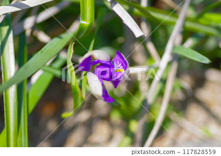 旋轉的鳶尾花蕾 旋轉的鳶尾花蕾 117828559