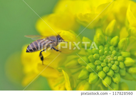一隻蜜蜂棲息在春天盛開的黃色油菜花上 一隻蜜蜂棲息在春天盛開的黃色油菜花上 117828560