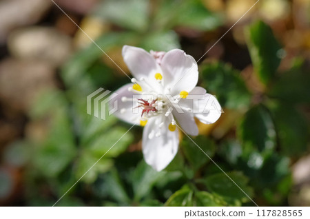 Perennial white buttercup of the family Ranunculaceae Perennial white buttercup of the family Ranunculaceae 117828565