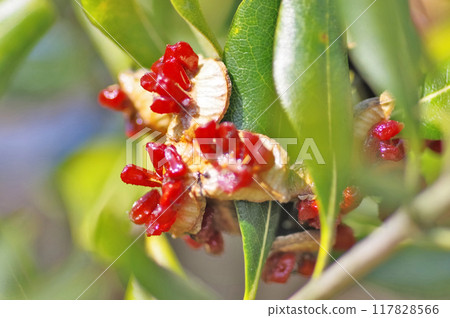 The fruit of the evergreen shrub Pittosporum tobira bursts open, exposing the red seeds. The fruit of the evergreen shrub Pittosporum tobira bursts open, exposing the red seeds. 117828566
