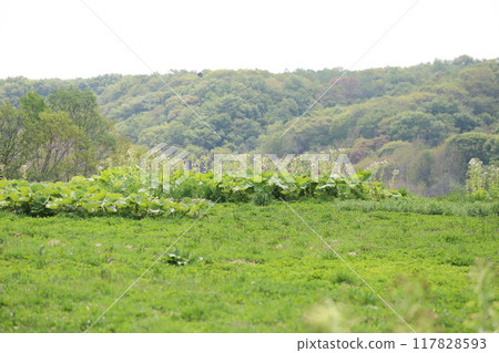 Fresh green, green leaves, with a fresh green forest background 117828593