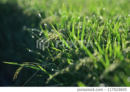 Rice ears shining with morning dew 117828605