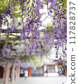 A shrine decorated with beautiful wisteria flowers, blurred background, vertical composition 117828737
