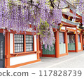 A shrine decorated with beautiful wisteria flowers, horizontal composition 117828739