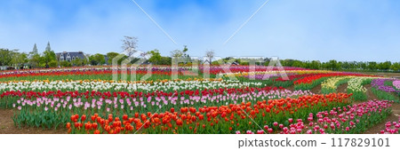 Panoramic view of a hill of tulips in full bloom against a blue sky 117829101