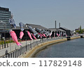 Carp streamers swimming energetically 117829148