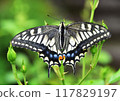 A swallowtail butterfly with its large wings spread 117829197