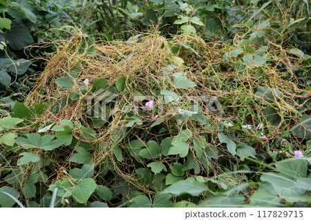菟絲子引起的寄生損害 117829715