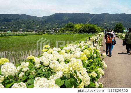 神奈川縣開成町繡球花節 117829790