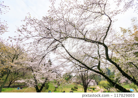 Beautiful Somei-Yoshino cherry blossoms in full bloom in a city park. Mitsuike Park, Yokohama, Kanagawa Prefecture, April 2024 Beautiful Somei-Yoshino cherry blossoms in full bloom in a city park. Mitsuike Park, Yokohama, Kanagawa Prefecture, April 2024 117829803