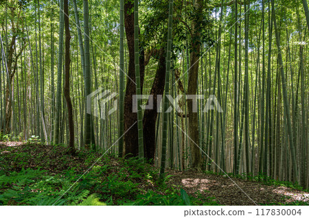 Bamboo forest within the grounds of Iwashimizu Hachimangu Shrine, Yawata City, Kyoto Prefecture 117830004