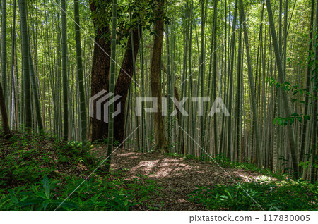 京都府八幡市石清水八幡宮境內的竹林 117830005