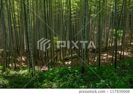 Bamboo forest within the grounds of Iwashimizu Hachimangu Shrine, Yawata City, Kyoto Prefecture 117830006