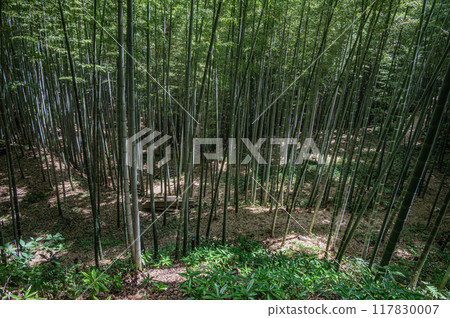Bamboo forest within the grounds of Iwashimizu Hachimangu Shrine, Yawata City, Kyoto Prefecture 117830007